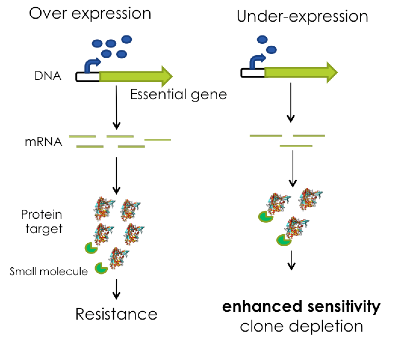 Antibacterial Targets and Antibiotic Drug Discovery – Cardona Lab