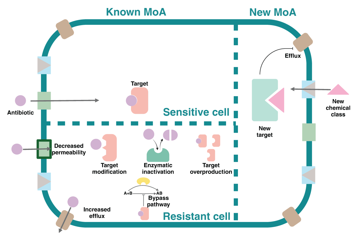 Innovation in Antibiotic&nbsp;Discovery